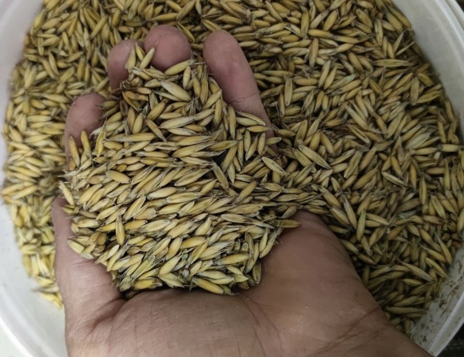 owies jary 2025, wysoka jakość, tegoroczne zbiory