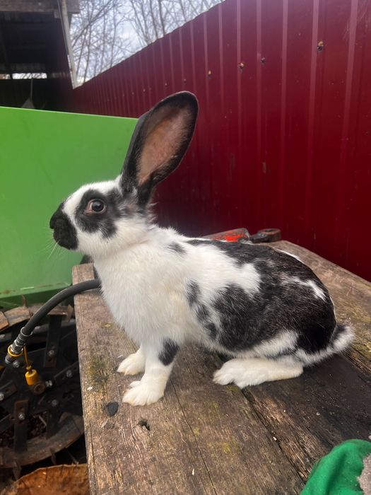 Кролик на племʼя