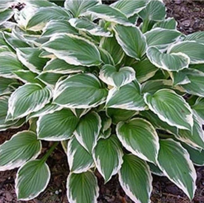 Хости варієгантна  хоста багаторічники