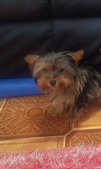 Yorkshire Terrier  miniatura com 4 meses 1kilo e 200