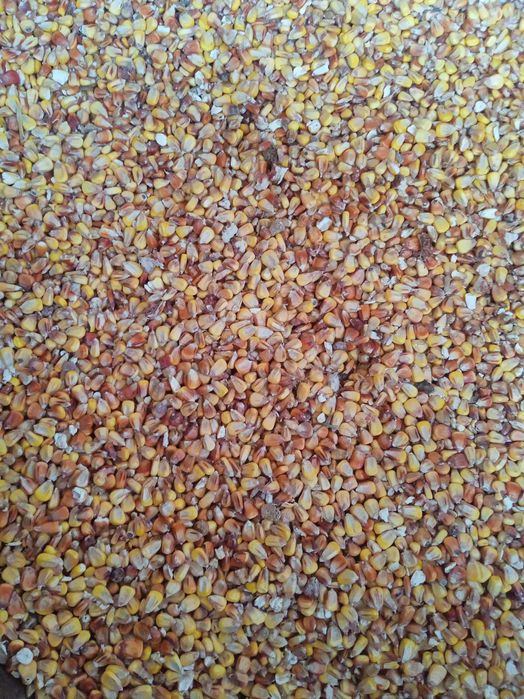 Кукурудза для тварин