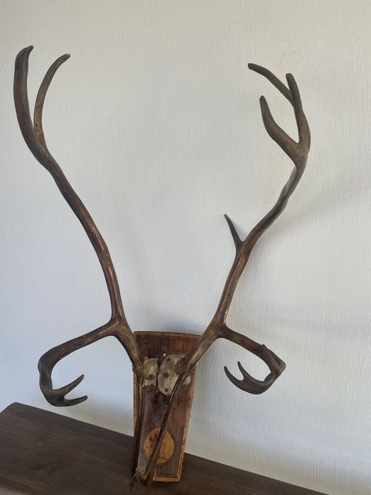 роги північного оленя 66*40