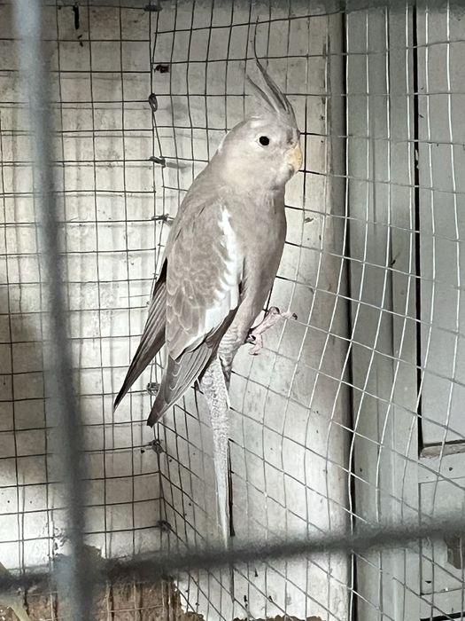 Lote de aves psitacideos