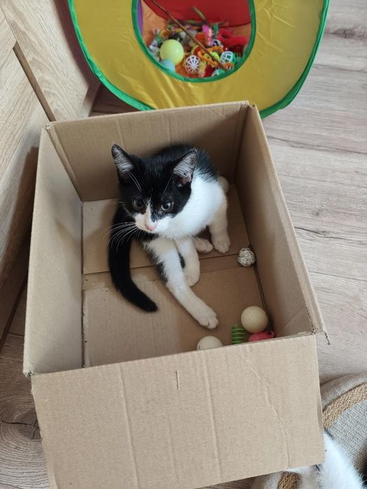 Dwa kocurki do adopcji