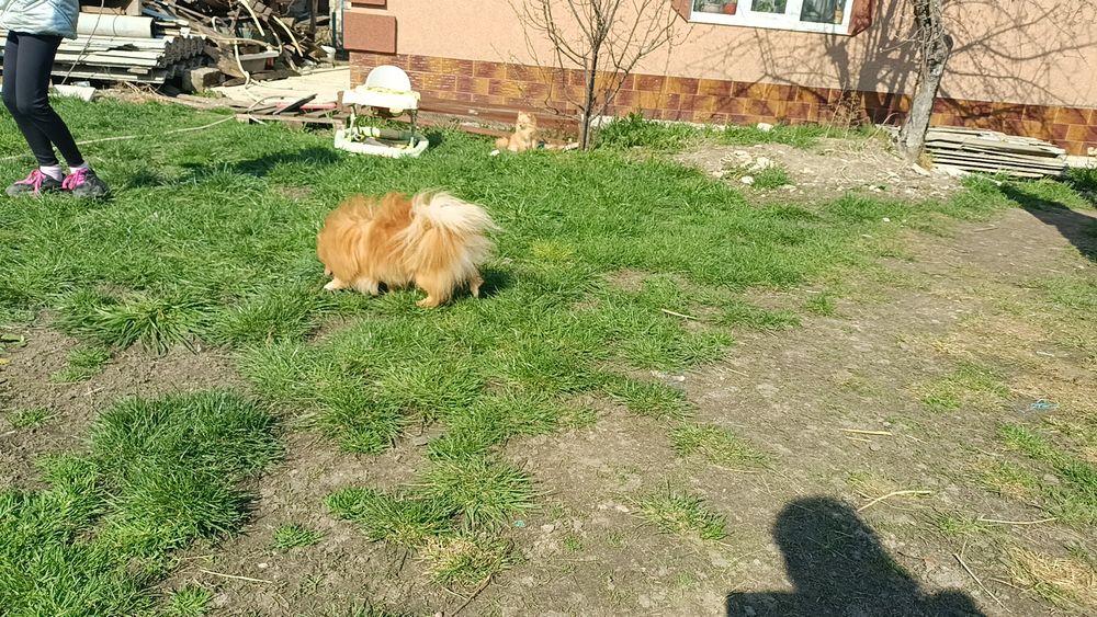 Шпіц дівчинка КСУ 14міс