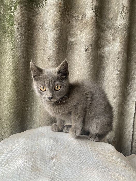 Весловухі коти безкоштовно