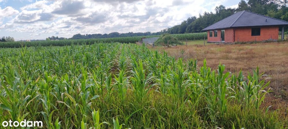 Działka budowlana 3000 m2 Brody Małe /Płock.