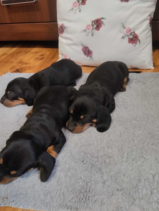 Jamnik szczeniak czarno podpalany