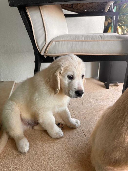 Golden retriever