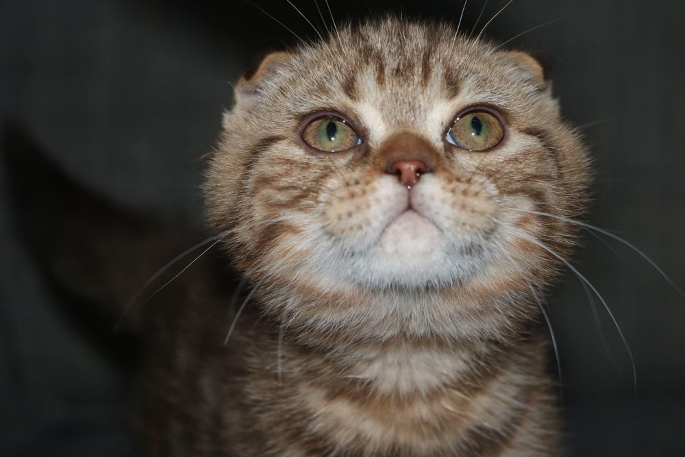 um gatinho scottish fold golden brown