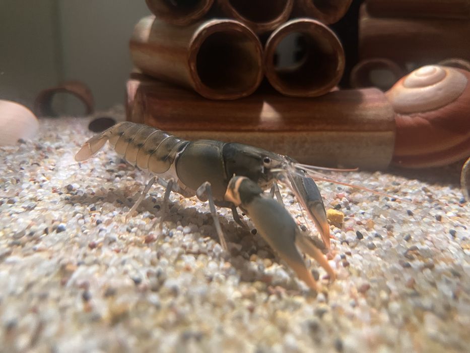 Rak Cherax Snowden