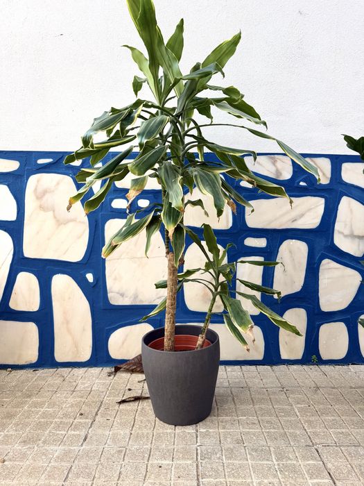 Plantas Diversas