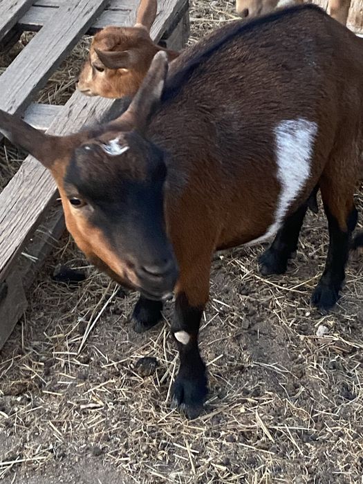 Cabras anas machos e femeas