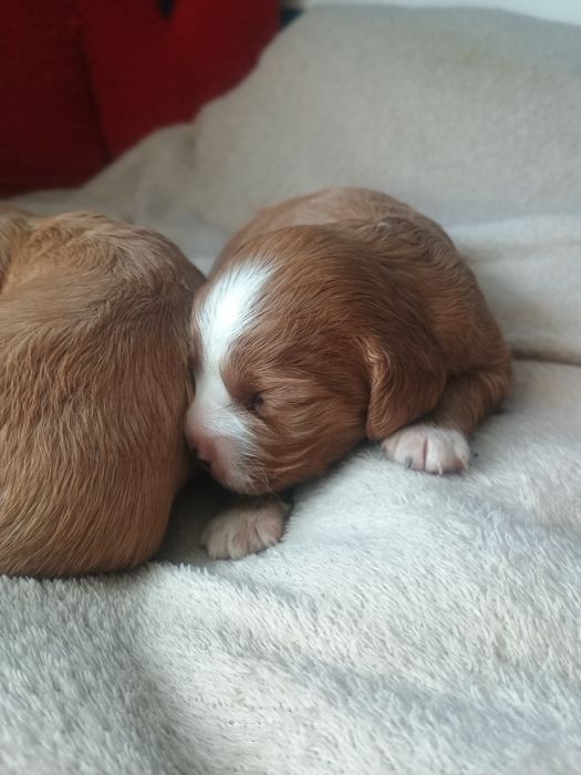 Cavalier King Charles Spaniel, cavapoo F1b