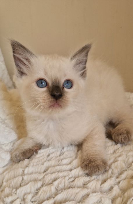 Śliczny kocurek ragdoll