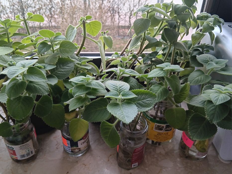 Mięta kubańska / oregano meksykańskie