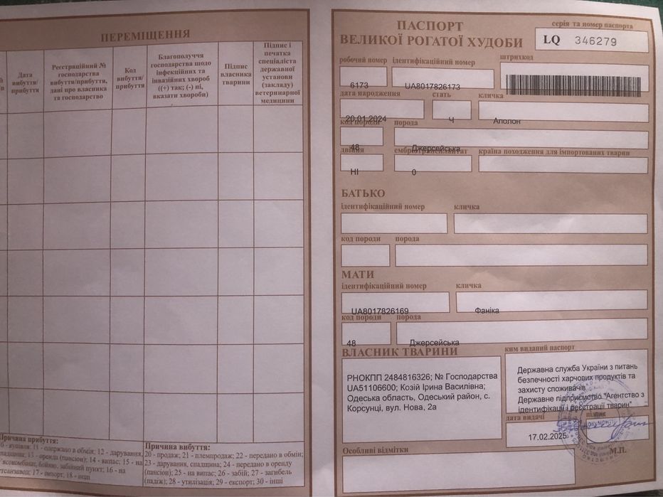 Бык джерсейской породы на хозяйство на племя по цене мяса .