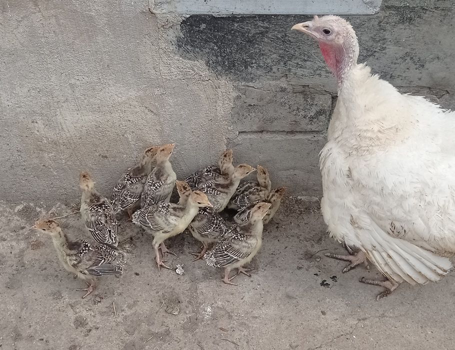 Продам індичата з індичкою,підрощені