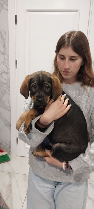 продам цуценя (2 місяці)