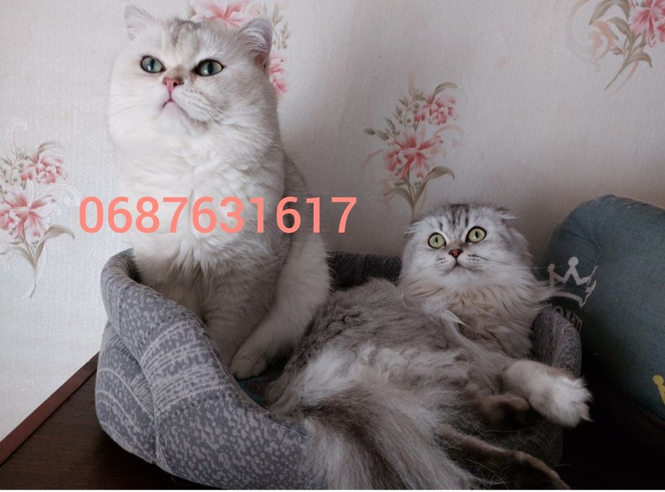 Шотландські кошенята