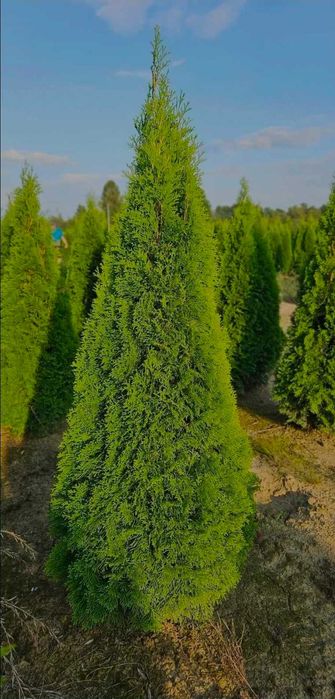 Tuja Szmaragd w klasie PREMIUM producent
