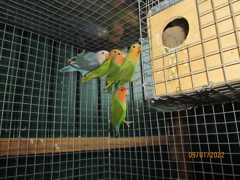 Vendo Agapornis Rosicolis