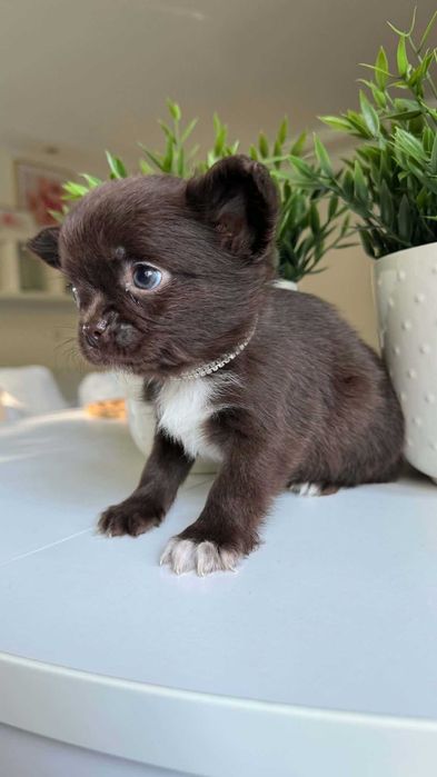 Chłopczyk Czekoladowy Chihuahua Mini 1,8kg z Rodowodem Chipem Max