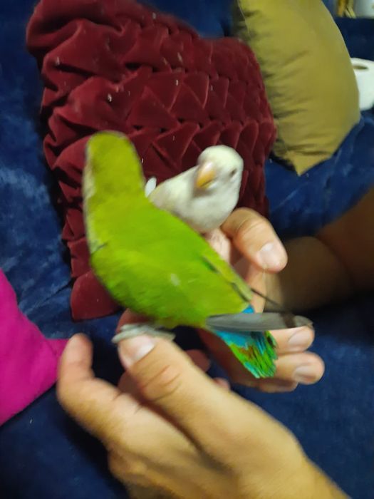 Ola lindos passarinhos para cedência