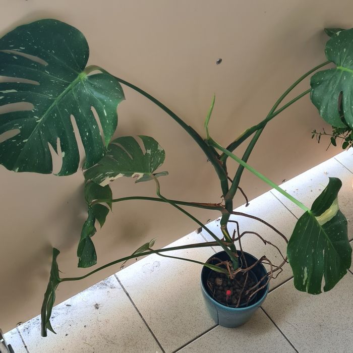 Monstera Thai roślina