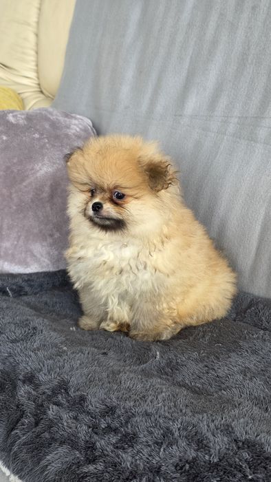Spitz Alemão miniatura