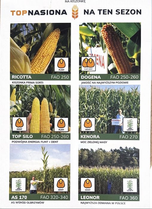 BRUCE LEE - Miatrz na każdym polu