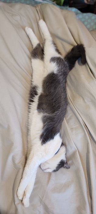 Стерилізована киця шукає домівку