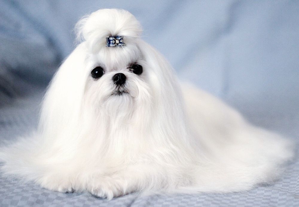 Кукольный мальчик -мальтезе(мальтийская б олонка)Корея 100%! 1,400кг.