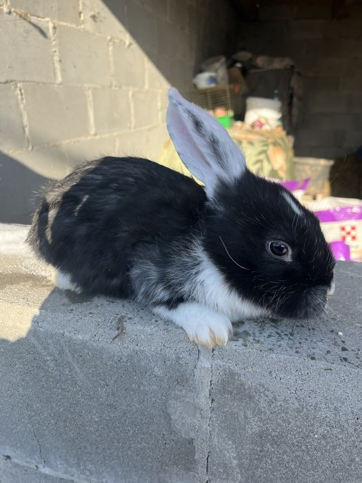 Кролики на годівлю