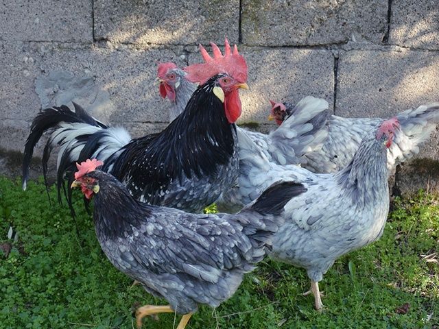 Яйце інкубаційне,курчата, Леггорн лавандовий, куріпчастий, спліш.