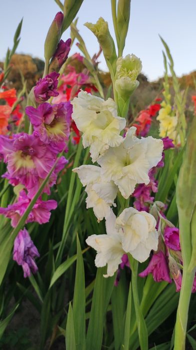 Гладиолусы сортовые,смесь сортов,