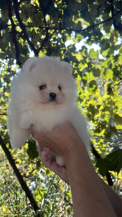 Хлопчик мішка