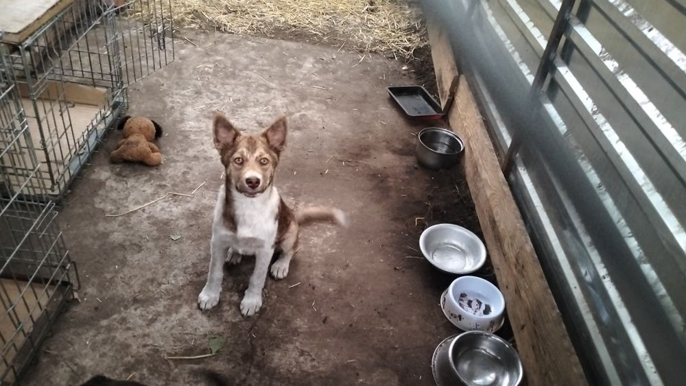Шукає дім прекрасна собачка