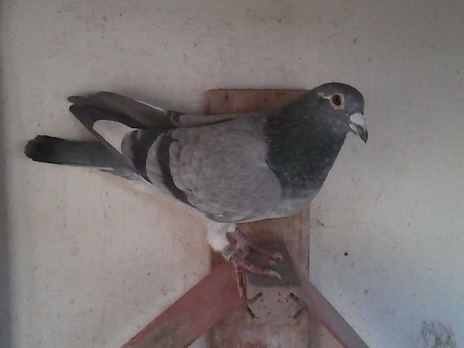 Linda pombo correio Silver Shadow...da Freiria