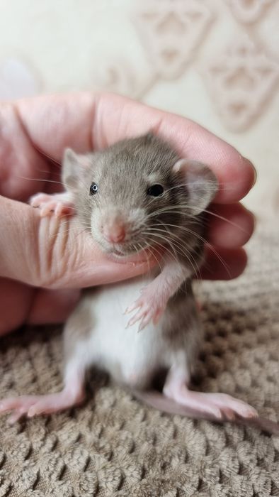 Крыса дамбо мальчики