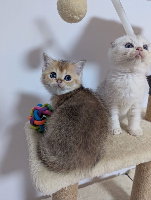 Szkocka kotka dziewczyna