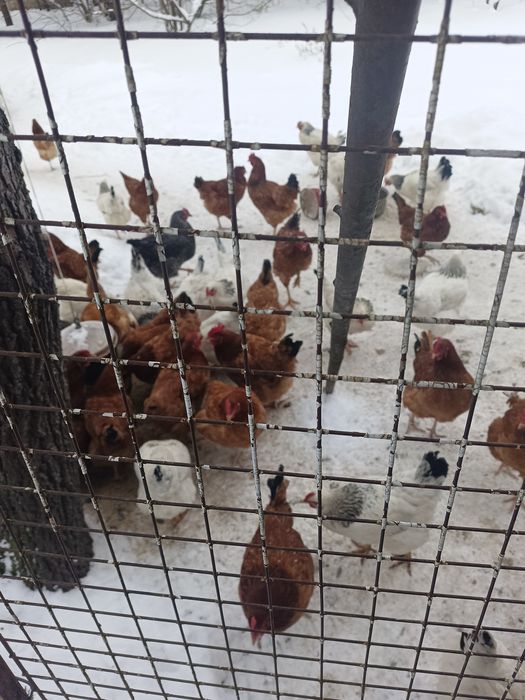 Jajka kurze wolny wybieg