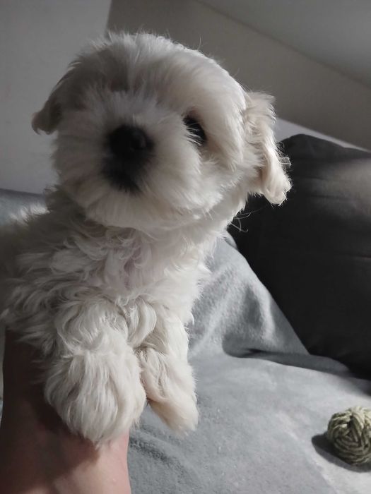 maltańczyk piękne pieski, suczka i piesek xs rodowód krótka kufa!