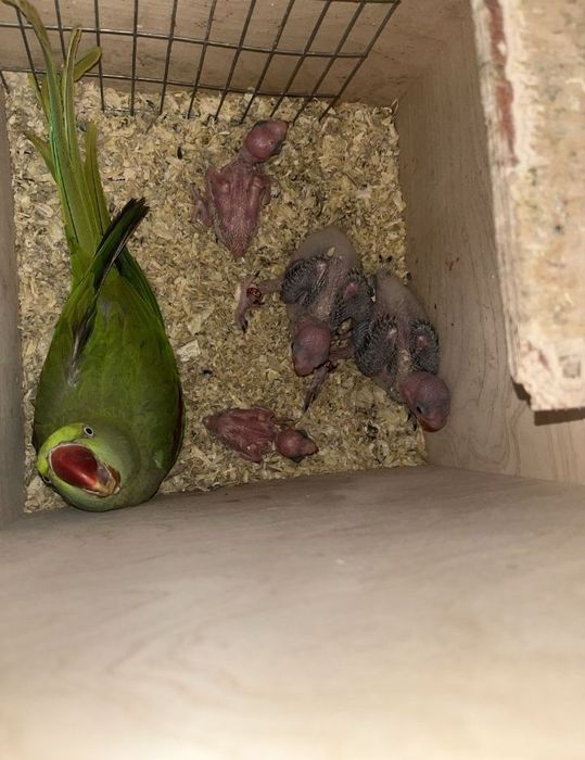 Para Aleksandrett Obrożnych 2019r - 2020r na obrączkach stałych