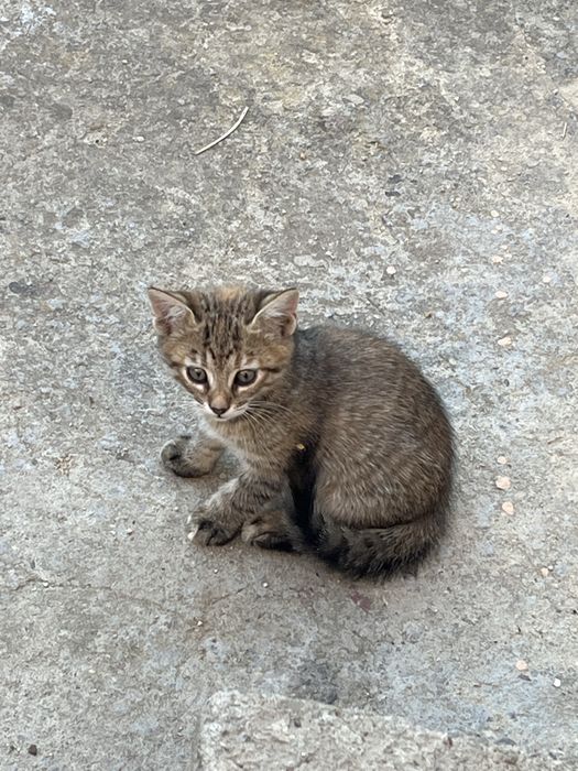 Котенята безкоштовно