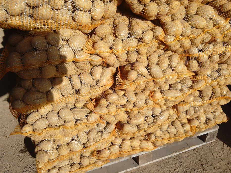 Ziemniaki jadalne Soraya