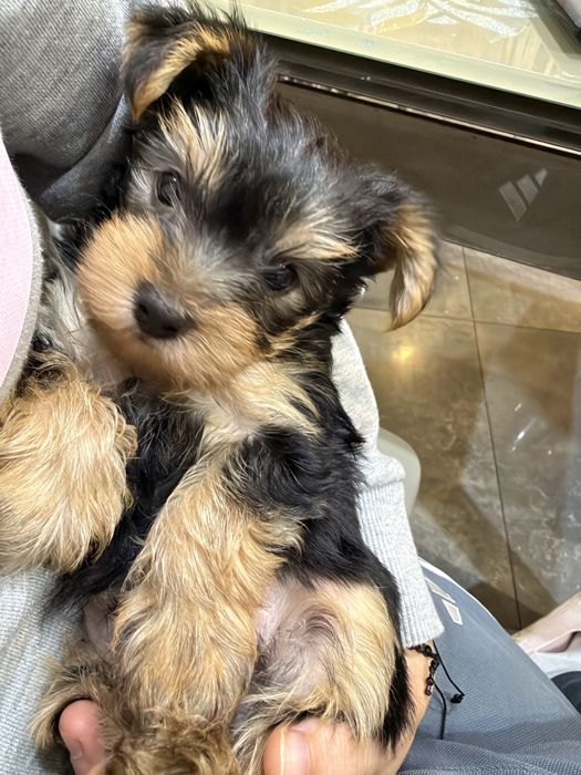 Male yorki do nowego domku