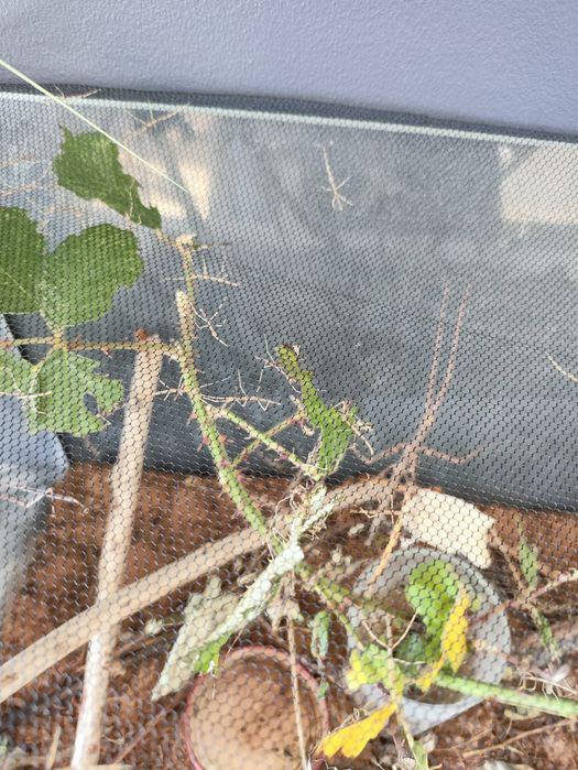 Patyczaki straszyki 4szt-4zł