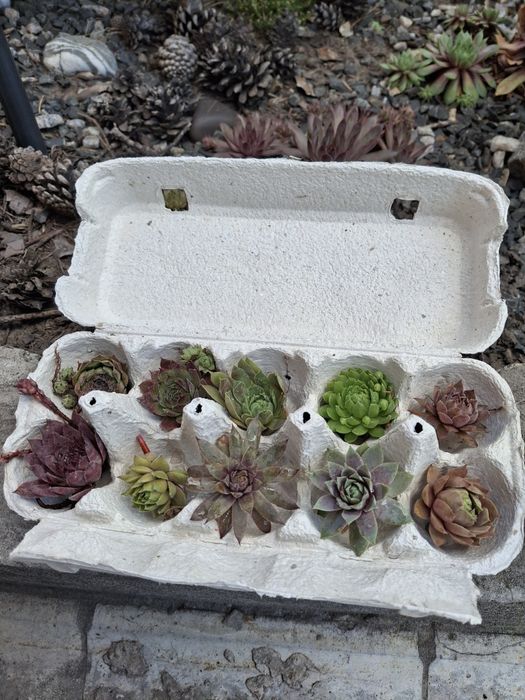 Набор Молодил для сада.