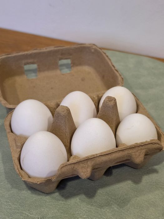 Ovos para incubação (Marans e Legorhn White)